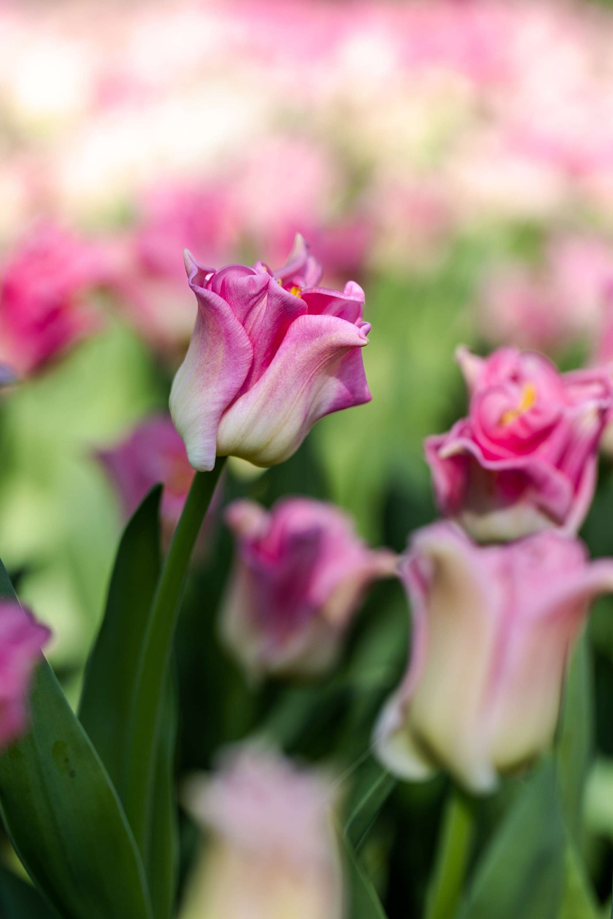 Tulpe 'Crown of Dynasty'